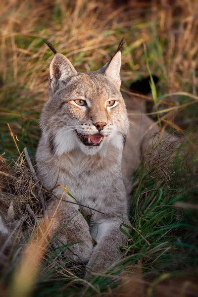 Eurasian Lynx bordável, retrato no campo do outono — Fotografia de Stock