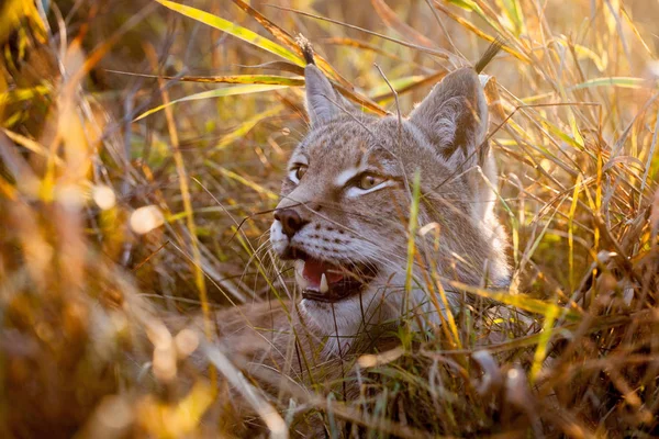 Abordabile lince eurasiatica, ritratto in campo autunnale — Foto Stock