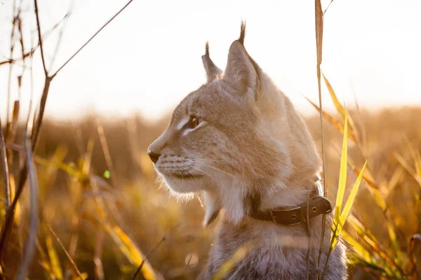 Abordabile lince eurasiatica, ritratto in campo autunnale — Foto Stock