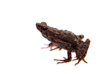 Kinabalu ince kurbağa ya da Ansonia hanitschi beyaz