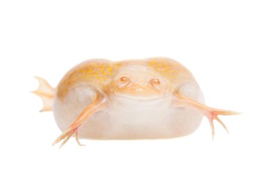 Beyaz arka plan üzerinde Albino Afrika pençeli kurbağası