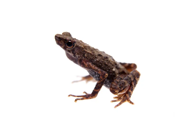 Kinabalu Slender Toad ou Ansonia hanitschi em branco — Fotografia de Stock