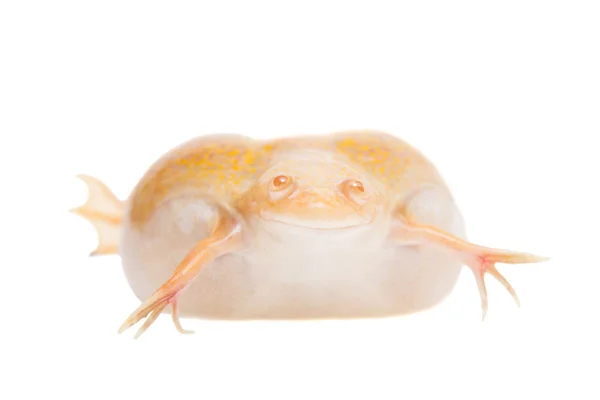 Grenouille griffée africaine albinos sur fond blanc — Photo