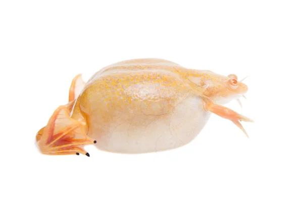 Albino-Krallenfrosch auf weißem Hintergrund — Stockfoto