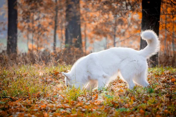 Chien de berger suisse blanc dans le parc d'automne — Photo