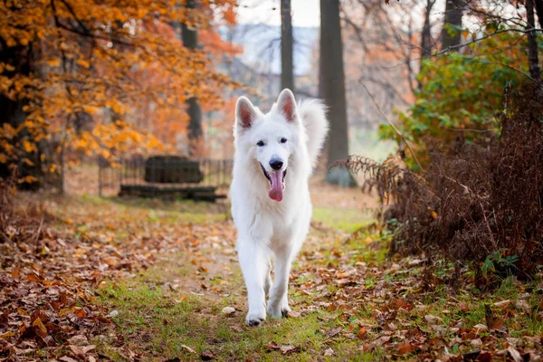 Branco cão pastor suíço no parque de outono — Fotografia de Stock