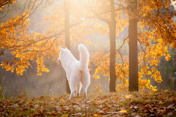 Branco cão pastor suíço no parque de outono — Fotografia de Stock