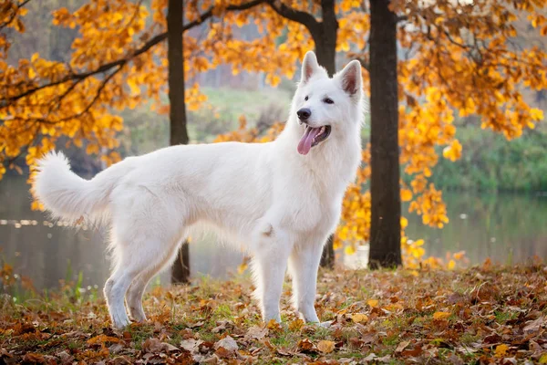 Perro pastor suizo blanco en el parque de otoño — Foto de Stock