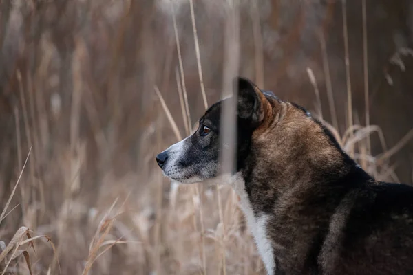 Smíšené plemeno psa v poli podzimní — Stock fotografie