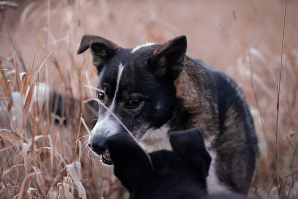 秋のフィールドで遊ぶ 2 匹の犬 — ストック写真