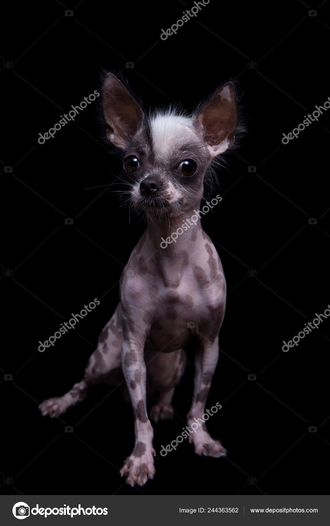 Peruvian Hairless And Chihuahua Mix Dog On Black Stock Photo Image By C Farinosa Peruvian Hairless And Chihuahua Mix Dog On Black Stock Photo Image By C Farinosa