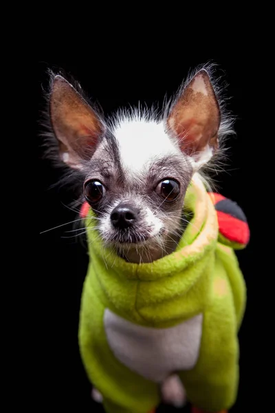 Peruvian hairless and chihuahua mix dog on black — Stock Photo, Image