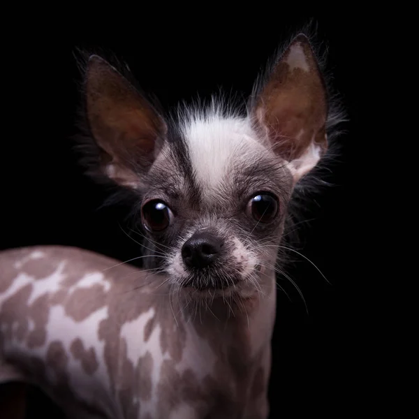 Peruvian hairless and chihuahua mix dog on black — Stock Photo, Image