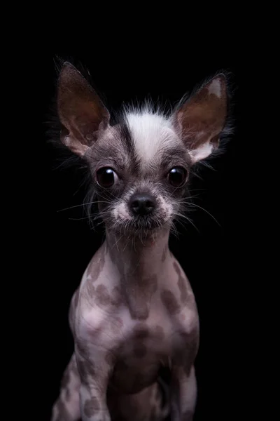 Peruaanse haarloze en chihuahua mix hond op zwart — Stockfoto