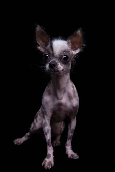 Peruano sin pelo y chihuahua mezcla perro en negro —  Fotos de Stock