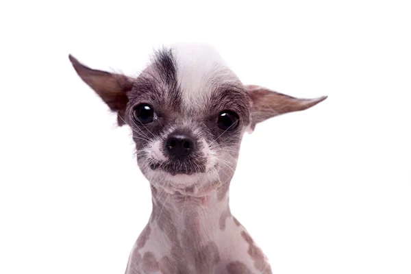 Peruviano hairless e chihuahua mix cane su bianco — Foto Stock