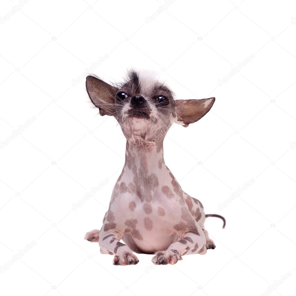 Peruvian hairless and chihuahua mix dog on white