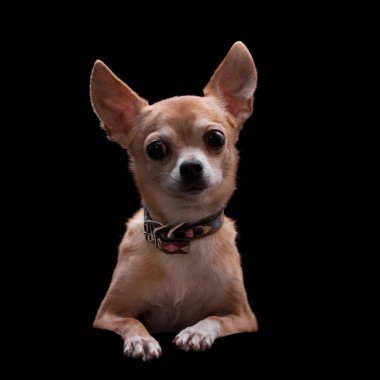 Chihuahua, 11 yaşında siyah arka plan üzerine,
