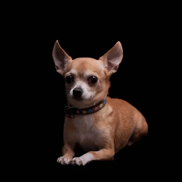 Chihuahua, 11 år gammal, på den svarta bakgrunden — Stockfoto