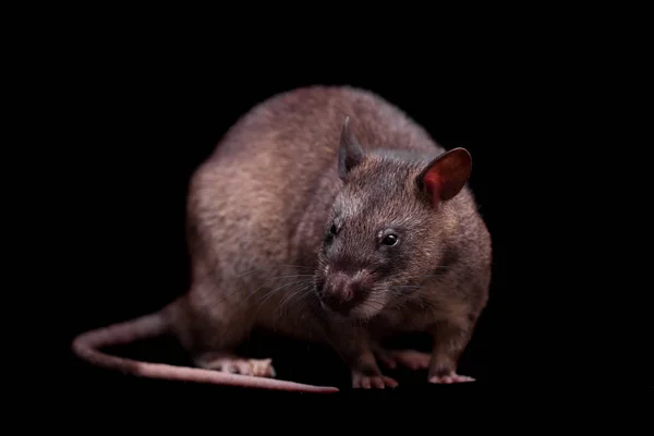 Gambiaanse verpakt rat, 3 jaar oud, op zwart — Stockfoto