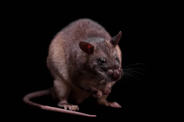 Gambian pouched rat, 3 года, on black — стоковое фото