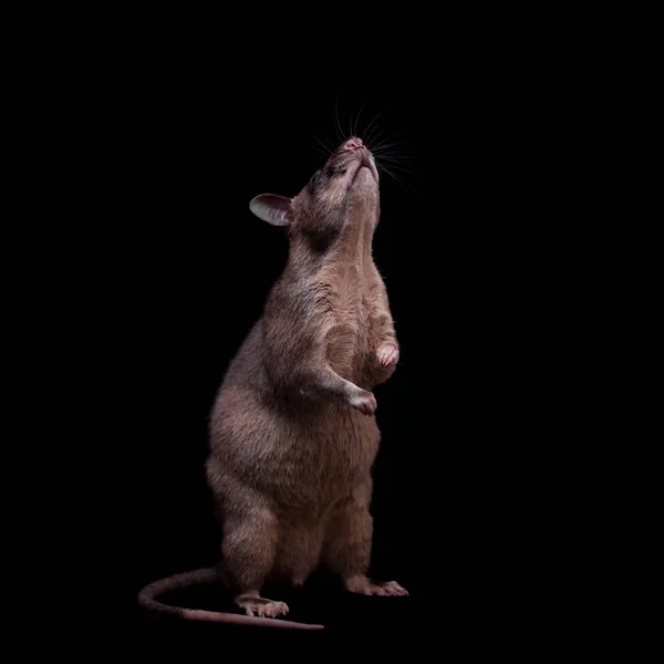 Gambian pouched rat, 3 года, on black — стоковое фото