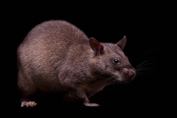 Gambian pouched rat, 3 anos, em preto — Fotografia de Stock