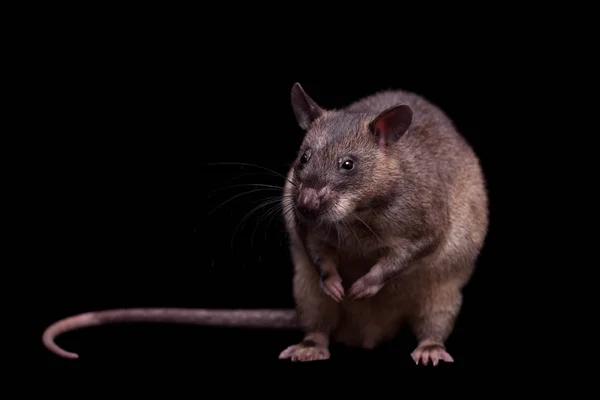 Rat Gambien poché, 3 ans, noir — Photo