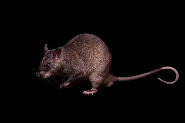 Gambian pouched rat, 3 года, on black — стоковое фото