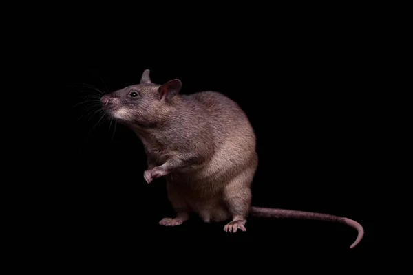 Gambian pouched rat, 3 года, on black — стоковое фото
