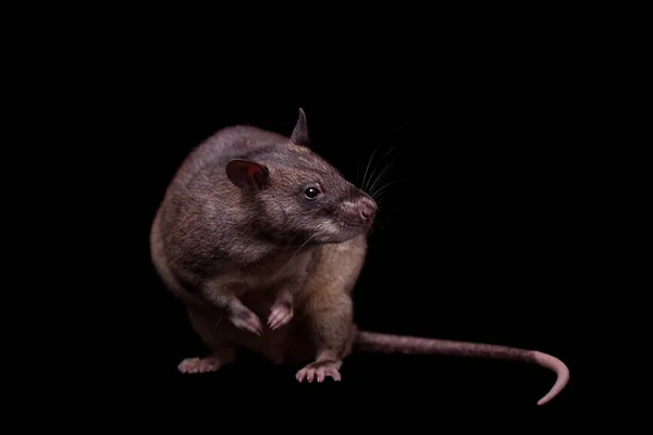 Gambisk pouched rat, 3 år gammal, på svart — Stockfoto