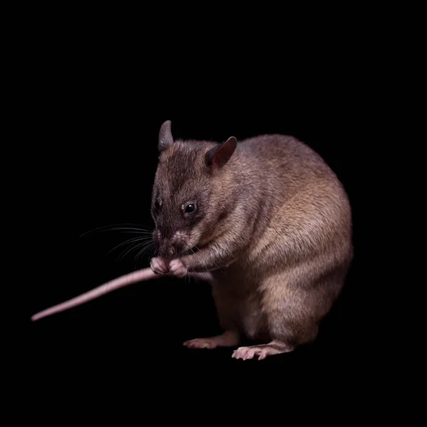 Gambian pouched rat, 3 года, on black — стоковое фото