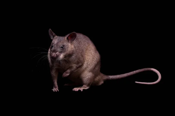 Gambisk pouched rat, 3 år gammal, på svart — Stockfoto