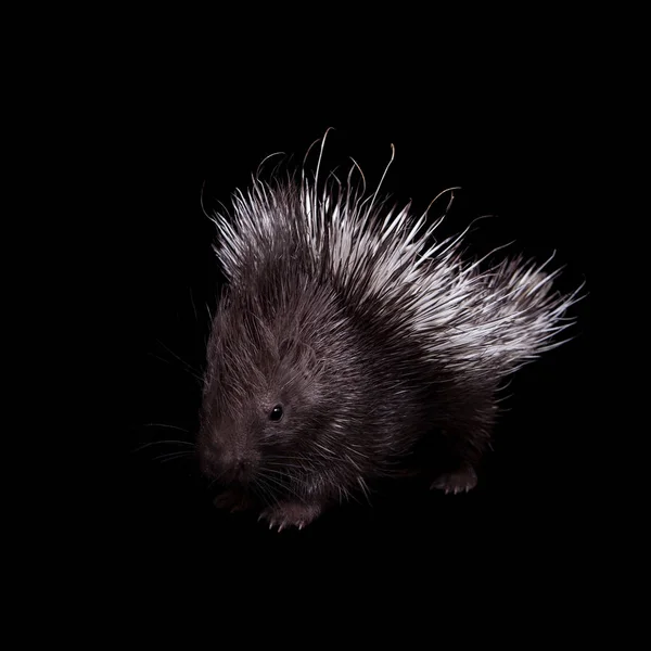 Indian crested Porcupine baby on black backgrond — Stock Photo, Image
