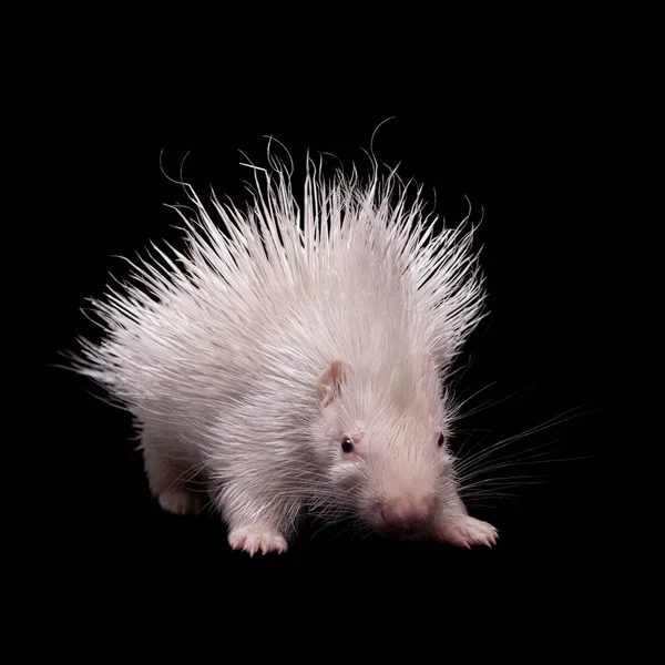 Albino Indiase crested Porcupine baby op zwarte backgrond — Stockfoto