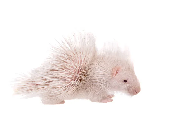 Albino indiana crista Porcupine bebê em branco — Fotografia de Stock