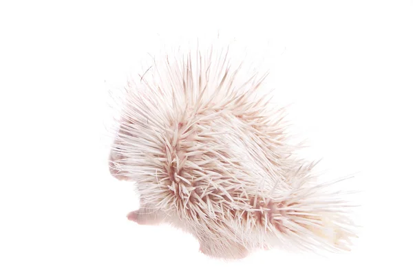 Albino indiska crested Porcupine baby på vit — Stockfoto