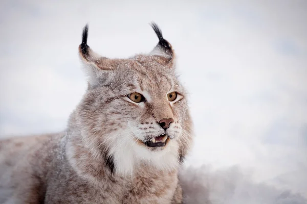 Abordable lince euroasiático, retrato en campo de invierno —  Fotos de Stock