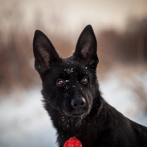 5 month old shepherd dog in the field — Stock Photo, Image
