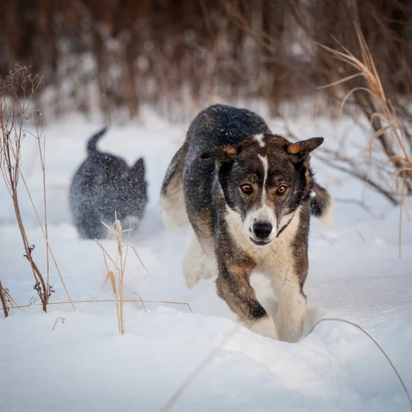 Mixed breed dog in the winter field — Stock Photo, Image