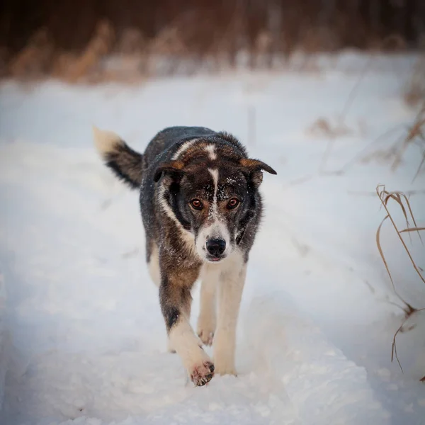 混合品种的狗在冬天领域 — 图库照片