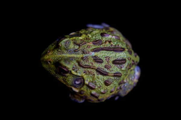 O sapo-touro africano em preto — Fotografia de Stock