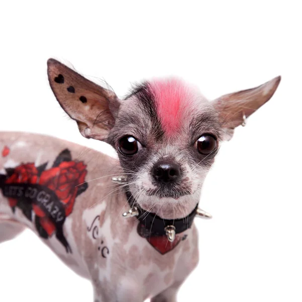 Punk estilo peruano sin pelo y chihuahua mezcla perro con tatuaje y piercing en blanco —  Fotos de Stock