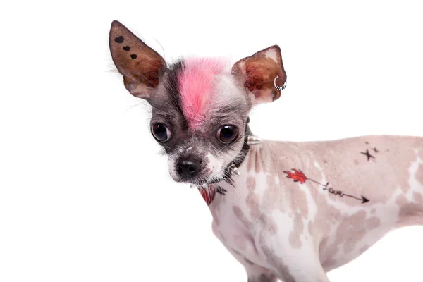 Punk style péruvien sans poils et chihuahua mélange chien avec tatouage et perçage sur blanc — Photo