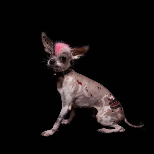 Punk style péruvien sans poils et chihuahua mix chien avec tatouage sur noir — Photo