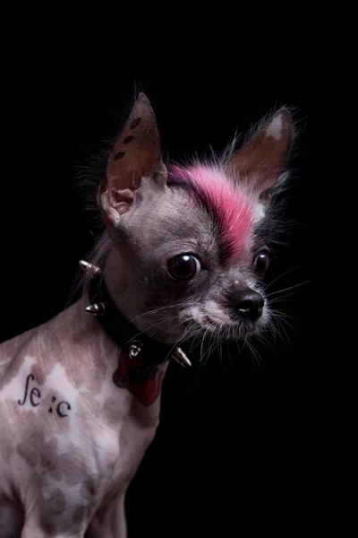 Punk estilo peruano sin pelo y chihuahua mezcla perro con tatuaje en negro —  Fotos de Stock