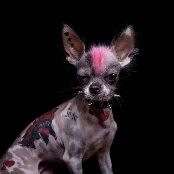 Punk-Stil peruanischen haarlosen und Chihuahua-Mischling mit Tätowierung auf schwarz — Stockfoto