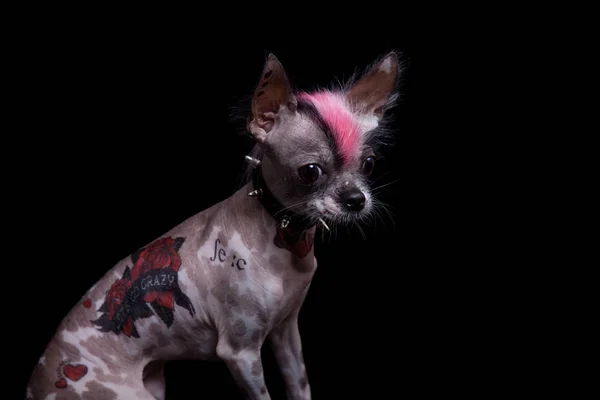 Punk-Stil peruanischen haarlosen und Chihuahua-Mischling mit Tätowierung auf schwarz — Stockfoto