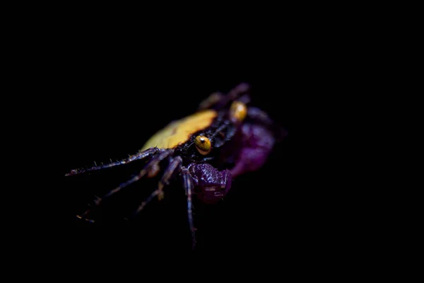 Pequeño cangrejo vampiro púrpura aislado en negro —  Fotos de Stock