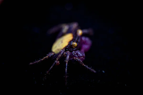 Trochę fioletowy krab Wampir na czarnym tle — Zdjęcie stockowe